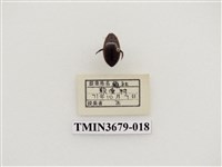 藏品(龍蝨、牙蟲)的圖片